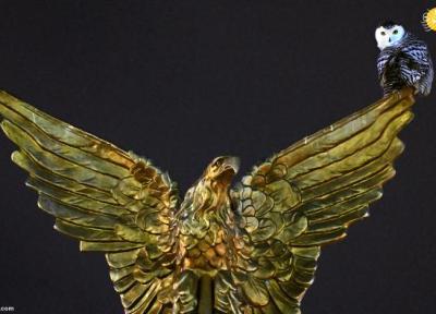 جغد قطبی کمیاب در مرکز شهر واشنگتن