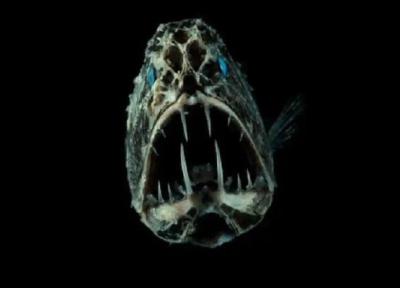 تصاویری از یک ماهی ترسناک که کاملا بی آزار است ، دندان نیش ها را بهتر بشناسیم