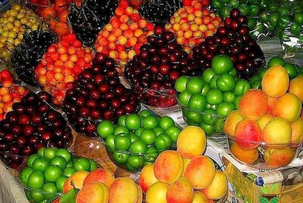 قیمت میوه های نوبرانه شکست؛ هر کیلو گوجه سبز چند شد؟ ، قیمت چغاله بادام، توت فرنگی، هندوانه و ملون را ببینید ، آخرین شرایط عرضه پیاز در بازار