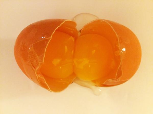 دلیل دو زرده شدن تخم مرغ چیست؟