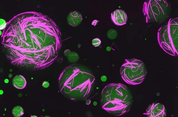 برای اولین بار، ساخت سلول زنده در آزمایشگاه، انسان قادر به انجام کار طبیعت می شود؟